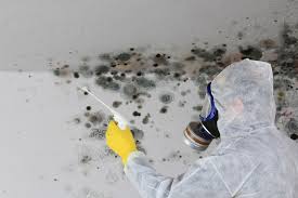 Best Water Damage & Mold Remediation  in Vla Park, IL